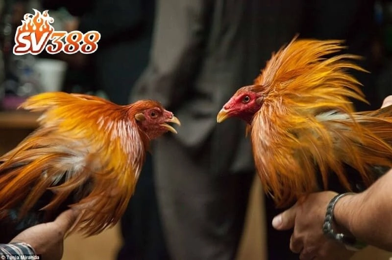 Cá cược đá gà sôi động, tỷ lệ cược mỗi cửa cực cao